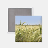 ライ麦マグネット マグネット (正面/裏面)