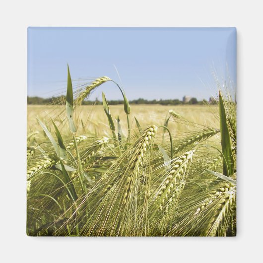 ライ麦マグネット マグネット (正面)