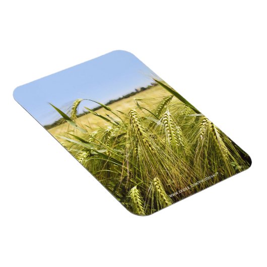 ライ麦 マグネット (右側)