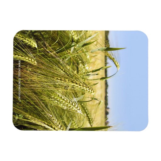 ライ麦 マグネット (横)