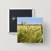 ライ麦 缶バッジ (正面&裏面)