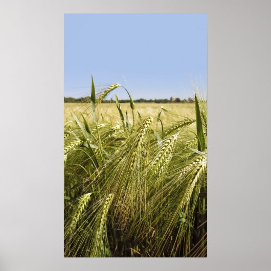 ライ・ポスター ポスター (正面)