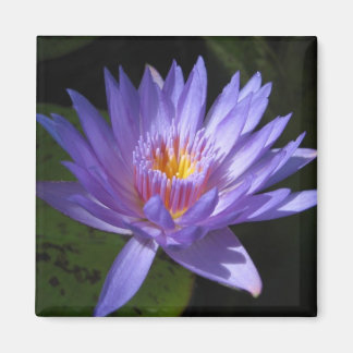 ラウラフラーゼ マグネット