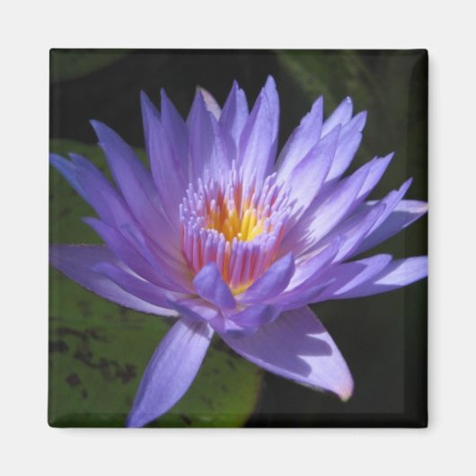 ラウラフラーゼ マグネット (正面)