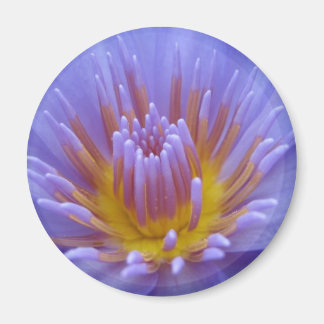 ラウラフラーゼ マグネット