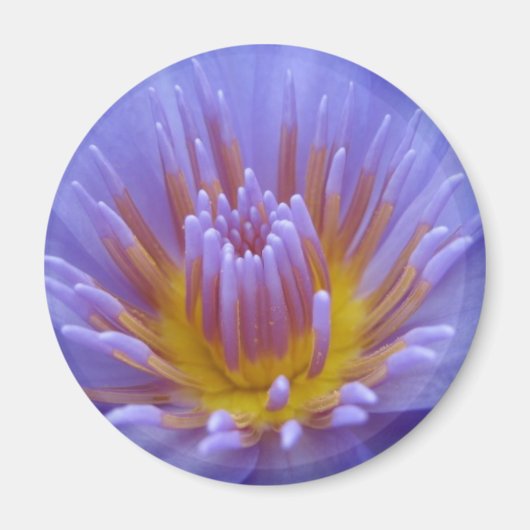 ラウラフラーゼ マグネット (正面)