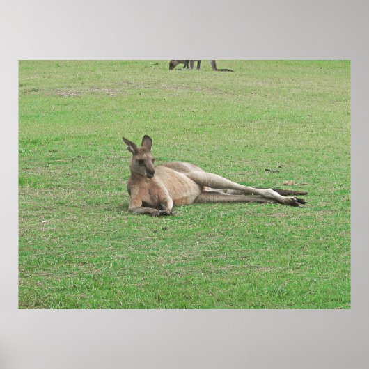 ラウンジカンガルー ポスター (正面)