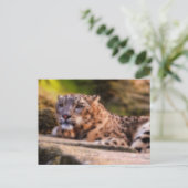 ラウンジヒョウ ポストカード (スタンド正面)