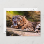 ラウンジヒョウ ポストカード (正面/裏面)