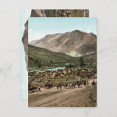 ラウンドアップ（コロラド州、1898年） ポストカード (正面/裏面)