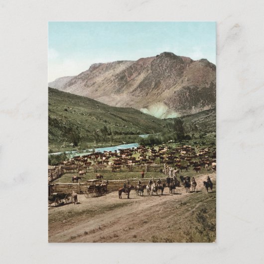 ラウンドアップ（コロラド州、1898年） ポストカード (正面)