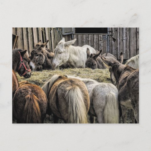 ラウンドテーブルのロバたち ポストカード (正面)