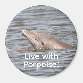 ラウンドドルフィンマグネット マグネット