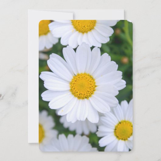 ラウンドフローラブライダルシャワー招待状とデイジー 招待状 (裏面)