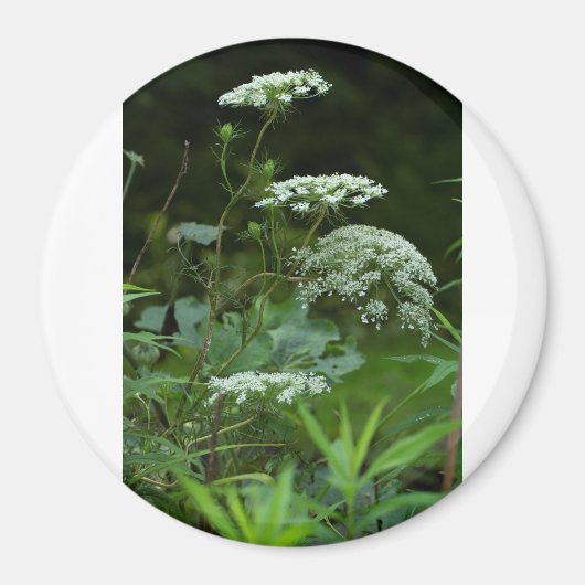 ラウンドマグネットテンプレート マグネット (正面)