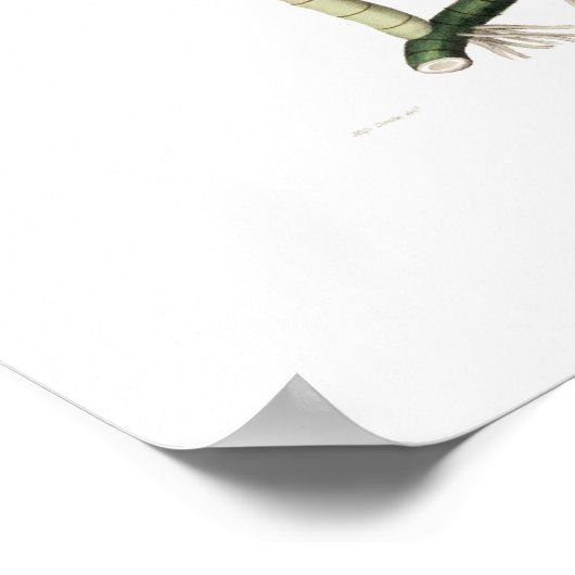 ラエリアのスーパーバイエンス。 ポスター (角)