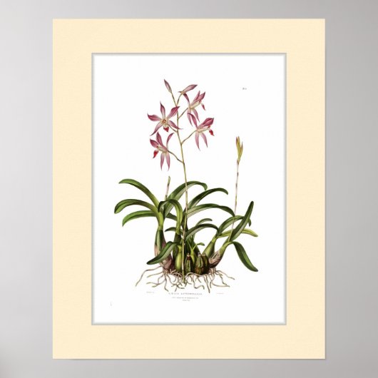 ラエリアカスタム秋縁ど虫 ポスター (正面)