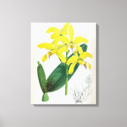 ラエリアキサンティーナヴィンテージイエローリンデニアオーキッド キャンバスプリント (正面)