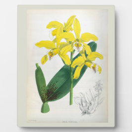 ラエリアキサンティーナヴィンテージイエローリンデニアオーキッド フォトプラーク