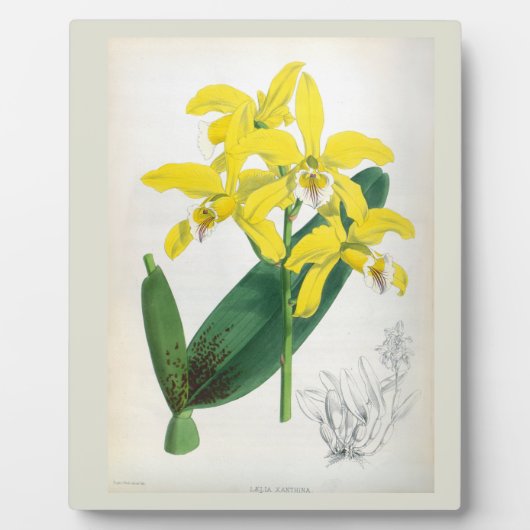 ラエリアキサンティーナヴィンテージイエローリンデニアオーキッド フォトプラーク (正面)