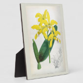 ラエリアキサンティーナヴィンテージイエローリンデニアオーキッド フォトプラーク (側面)