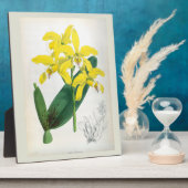ラエリアキサンティーナヴィンテージイエローリンデニアオーキッド フォトプラーク (側面)