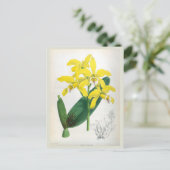ラエリアキサンティーナヴィンテージイエローリンデニアオーキッド ポストカード (スタンド正面)