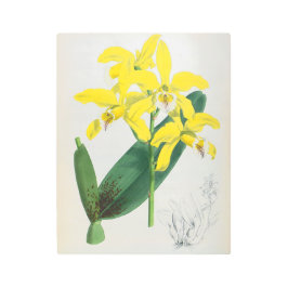 ラエリアキサンティーナヴィンテージイエローリンデニアオーキッド メタルプリント