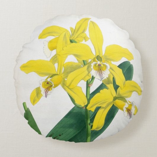 ラエリアキサンティーナヴィンテージイエローリンデニアオーキッド ラウンドクッション (正面)