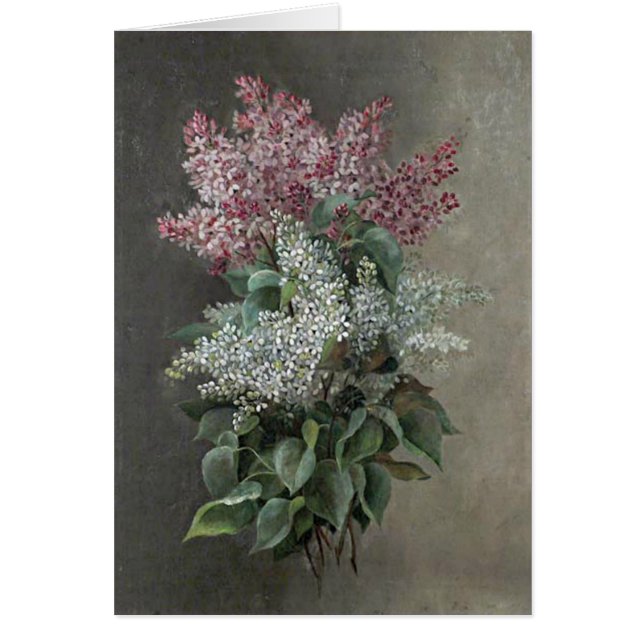 ラオールde Longpre? Purple及び白の薄紫は開花します (正面)