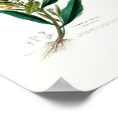 ラカドリルソユーズヴィンテージ植物花Dアメル ポスター (角)