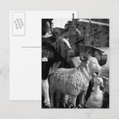 ラカンパーニュアパリリュダゲレシープポストカード ポストカード (正面/裏面)