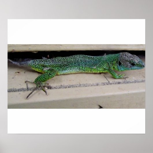 ラガルトポスター ポスター (正面)