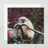 ラギボンズスカーレットリトリート (正面/裏面)