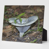 ラクタリウス・インディゴ・ブルー フォトプラーク (側面)