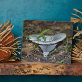 ラクタリウス・インディゴ・ブルー フォトプラーク (側面)