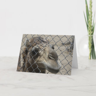 ラクダこんにちはカード カード