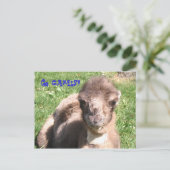 ラクダだ！ ポストカード (スタンド正面)