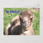 ラクダだ! ポストカード (正面)