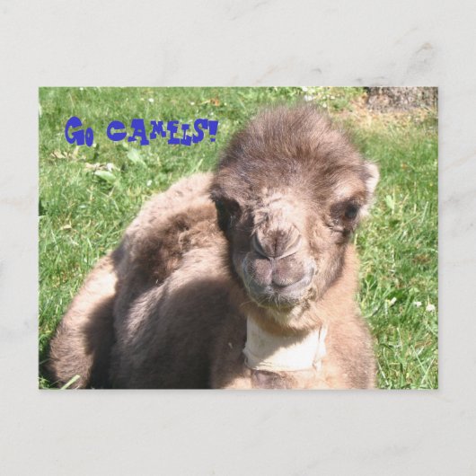 ラクダだ！ ポストカード (正面)