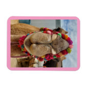 ラクダのキュネティピンクマグネット マグネット (横)