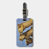 ラクダのトリオ、ラクダの市場、カイロ、エジプト ラゲッジタグ (正面縦)