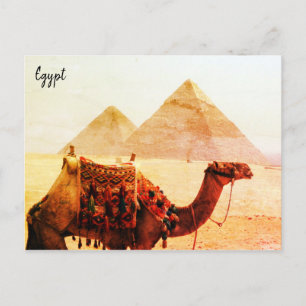 ラクダのピラミッドgiza ポストカード