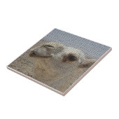 ラクダのヘッドタイル タイル (側面)