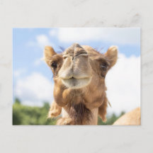 ラクダのポートレート 動物写真 野生動物