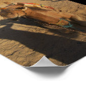 ラクダの写真撮影 ポスター (角)