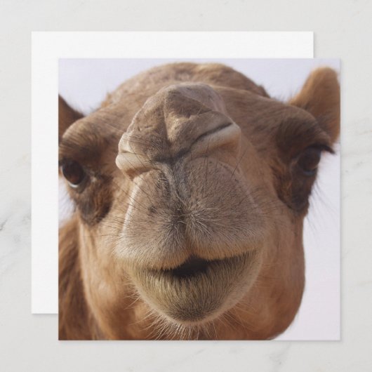 ラクダの招待状 招待状 (正面/裏面)