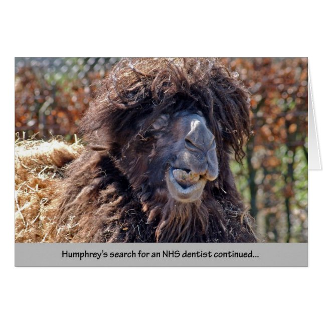 ラクダの歯科医 (正面横)