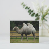 ラクダの郵便はがき ポストカード (スタンド正面)