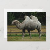 ラクダの郵便はがき ポストカード (正面/裏面)
